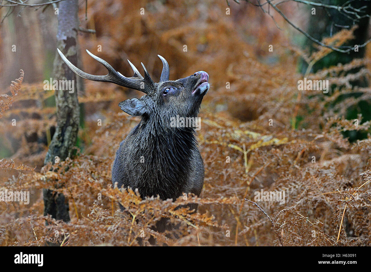 Sika-Hirsch im Herbst Stockfoto