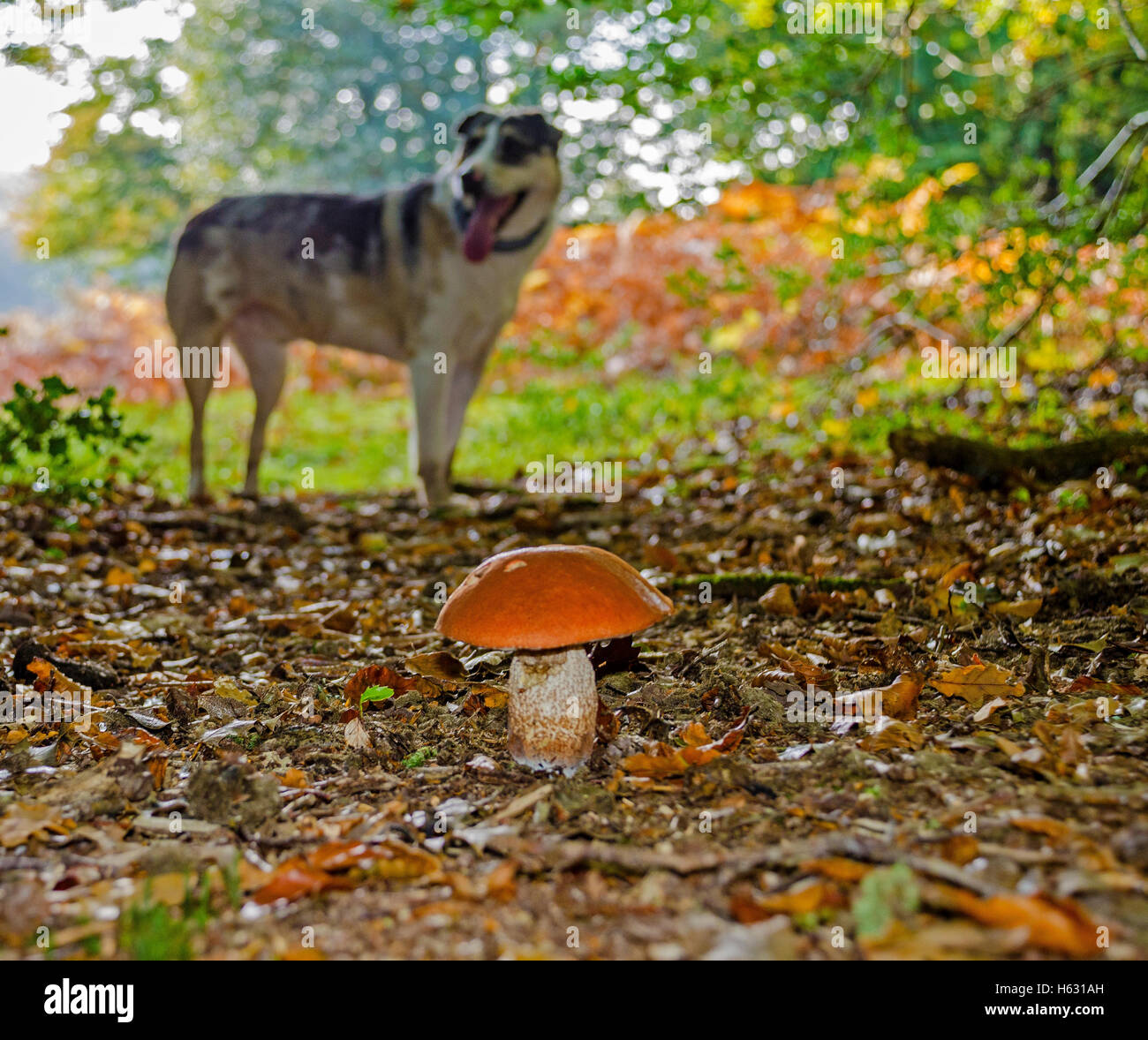 Birch Bolete, gefunden auf einem Hund Spaziergang im New forest Stockfoto