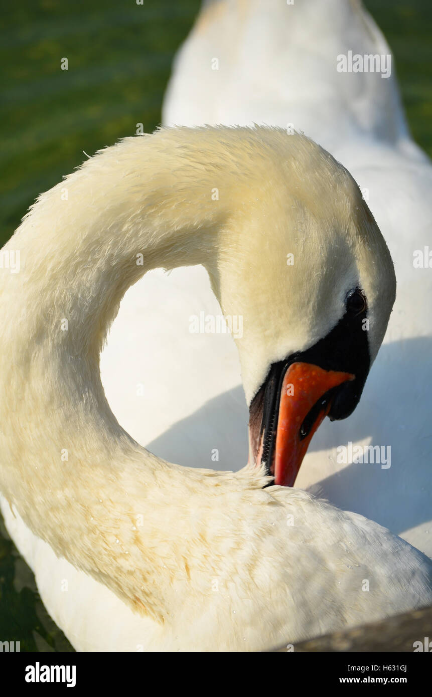 Swan hautnah Stockfoto