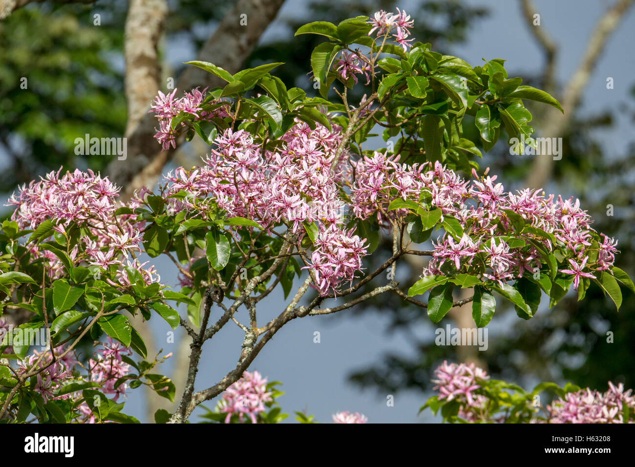 Kap-Kastanie-Baum in voller Blüte, hohe in Aberdare Nationalpark, Nahaufnahme, Kenia Afrika Januar 2016 Stockfoto