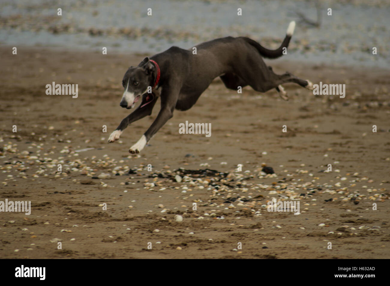 Hund läuft auf Swansea, Wales, UK Strand im Winter Stockfoto