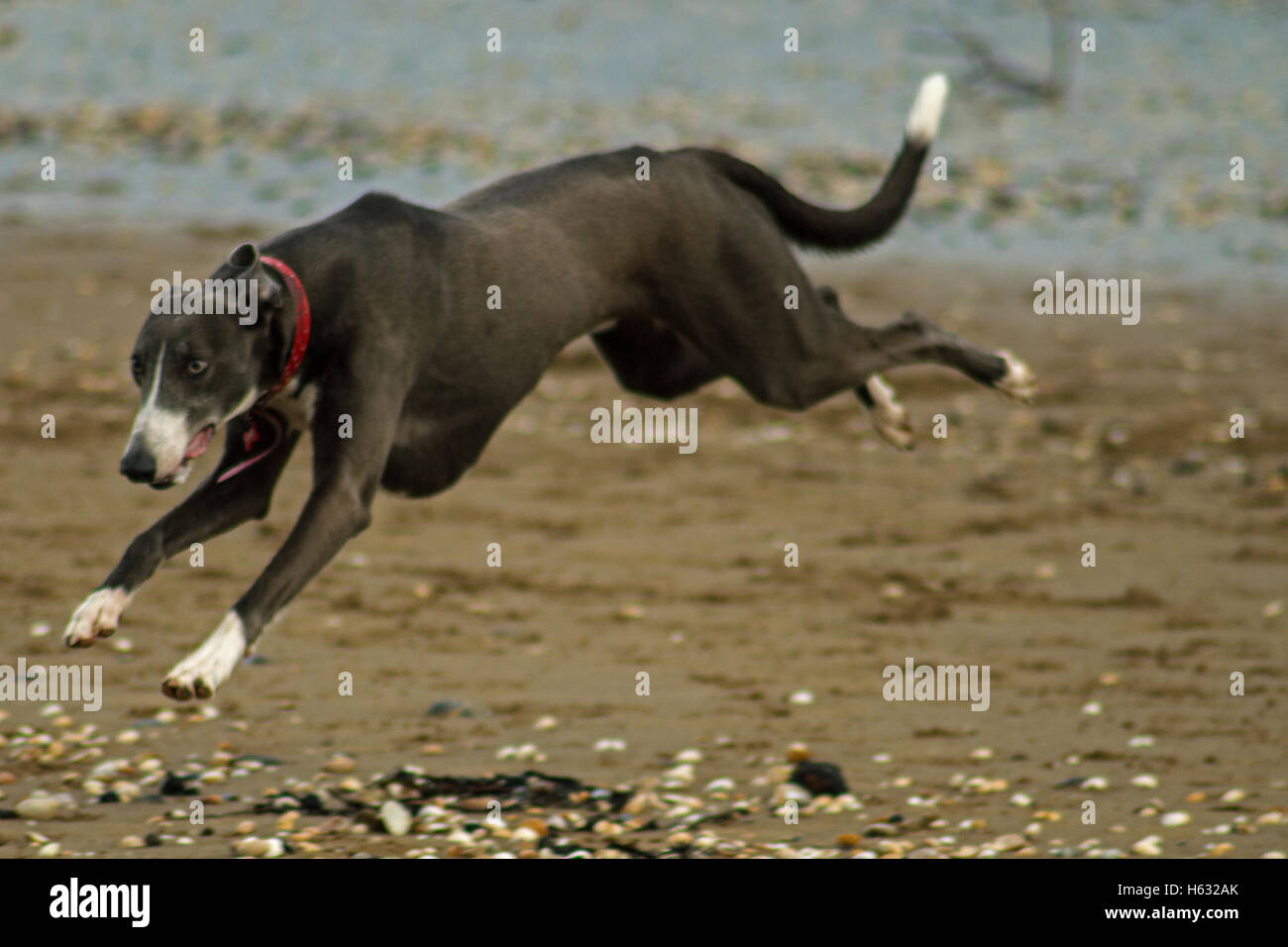 Hund läuft auf Swansea, Wales, UK Strand im Winter Stockfoto
