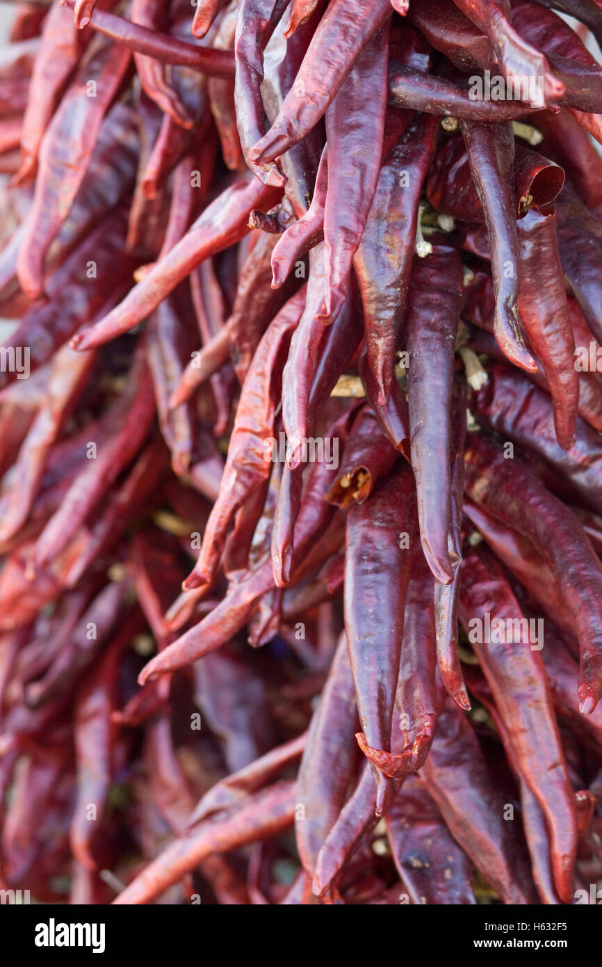 Capsicum Annuum Ziege Horn Chili Pfeffer austrocknen Stockfoto