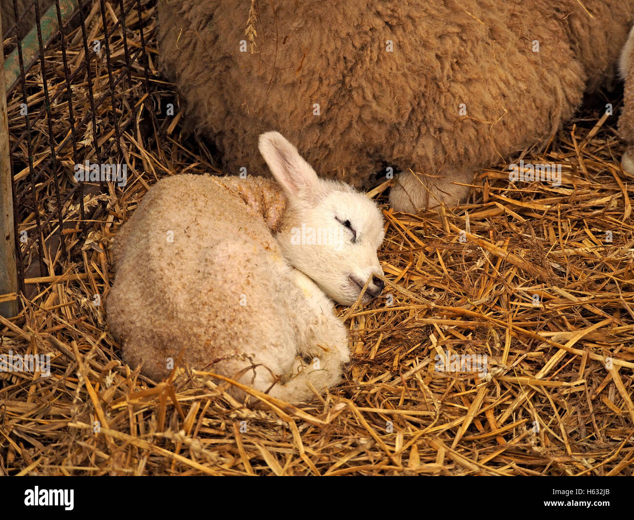 Neugeborenes Lamm im Stroh in der Scheune mit glückseligen Ausdruck  Bettwäsche kuscheln Stockfotografie - Alamy