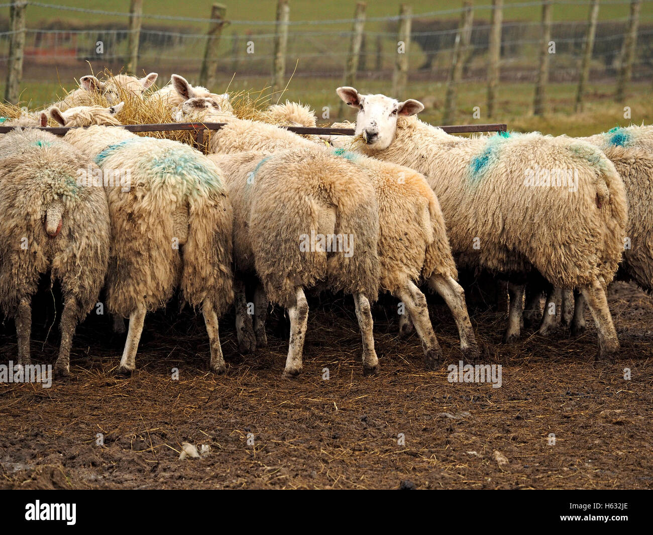 Schafe am Anleger in Cumbria mit schlammigen Vordergrund & Zaun im Hintergrund alle Köpfe nach unten im Heu mit Ausnahme einer Hinwendung zum Objektiv betrachten Stockfoto