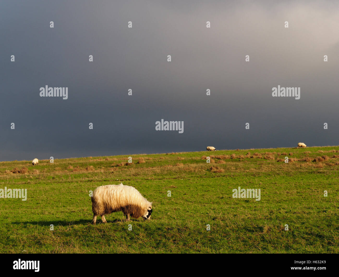 hell erleuchtet weißen konfrontiert Hill Schafe mit dicken Fleece Fütterung auf grobe grüne Weide unter dramatischen grau grau Himmel Stockfoto