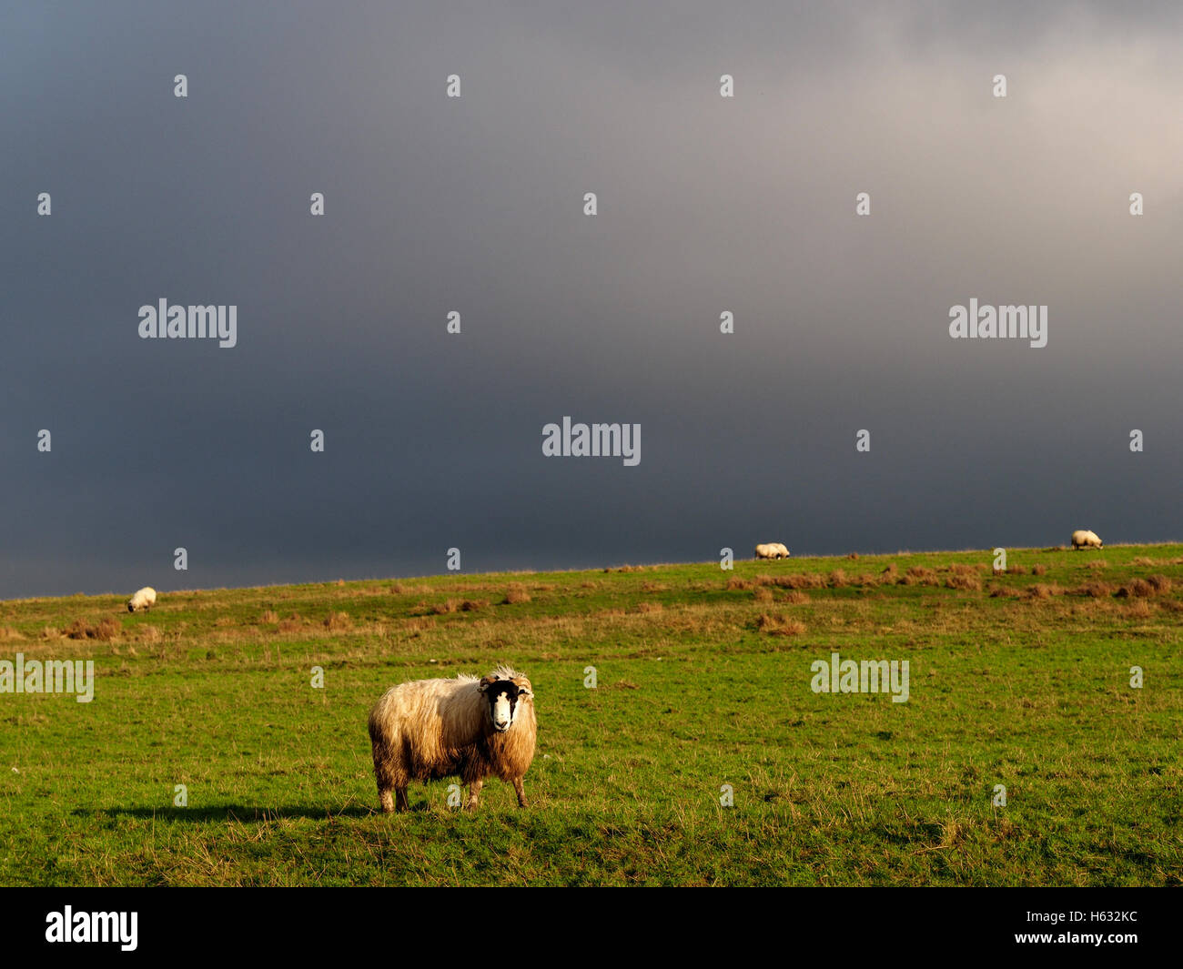 hell erleuchtet weißen konfrontiert Hill Schafe mit dicken Vlies Kamera auf grobe grüne Weide unter dramatischen grau grau Himmel Stockfoto