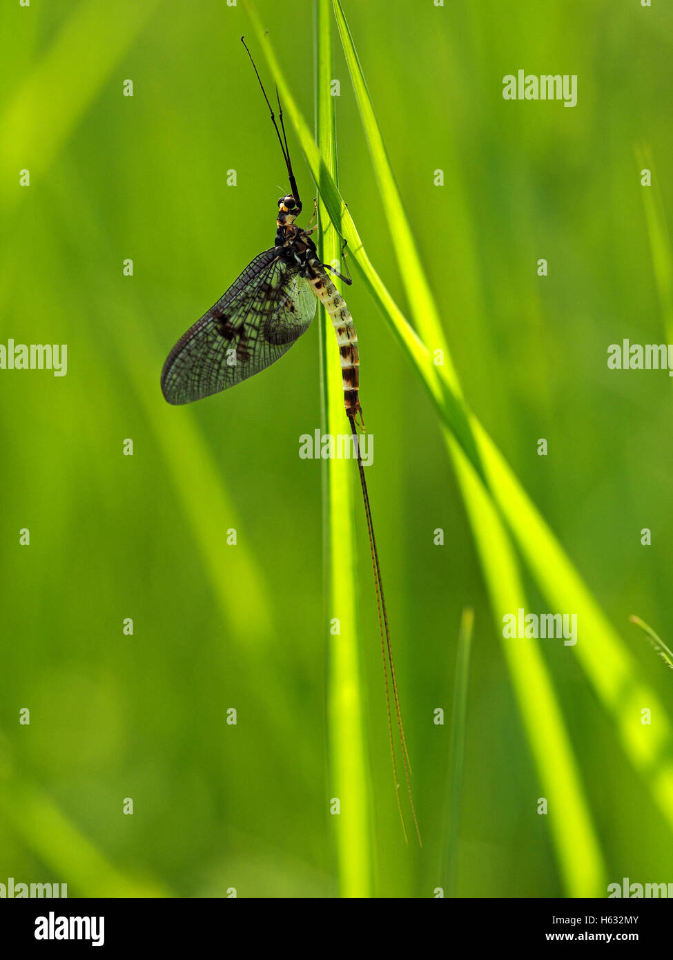 Portrait Format Bild der Eintagsfliege Ephemeroptera sp - lange gegliederten Antennen schwarzen Augen zwei langen Schwänzen Creme & braun getupft Bauch Stockfoto