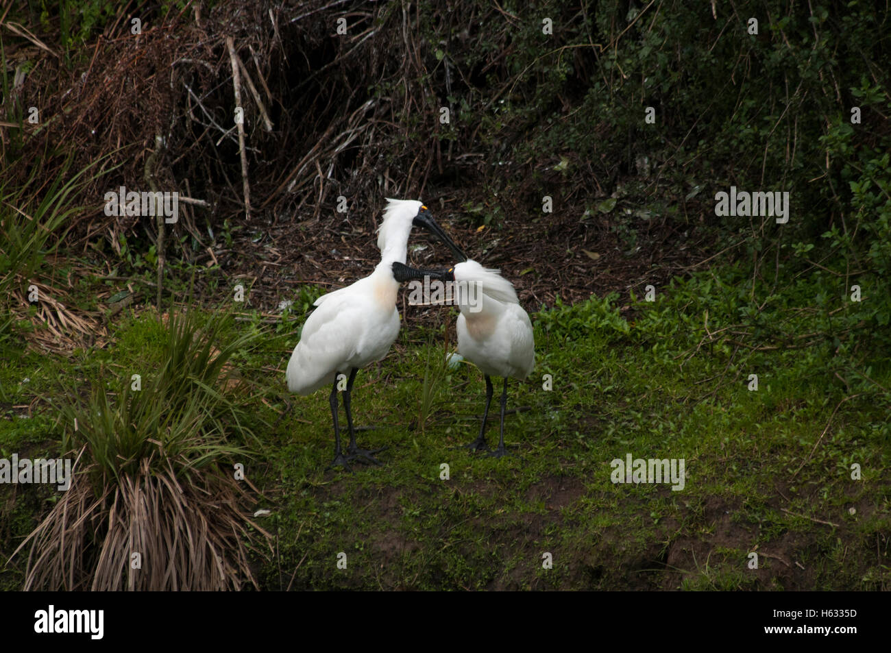 Paarungsverhalten von Royal Löffler nisten an der Mündung des Waitangiroto River in West Coast New Zealand. Stockfoto