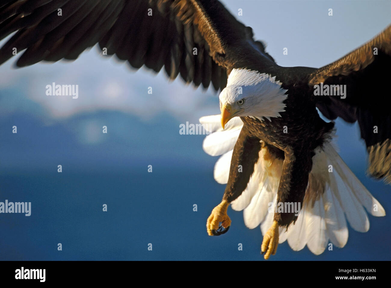Weißkopfseeadler im spektakulären Flug zur Kamera, verschwommene Bergkulisse, Nahaufnahme mit Kopierraum Stockfoto