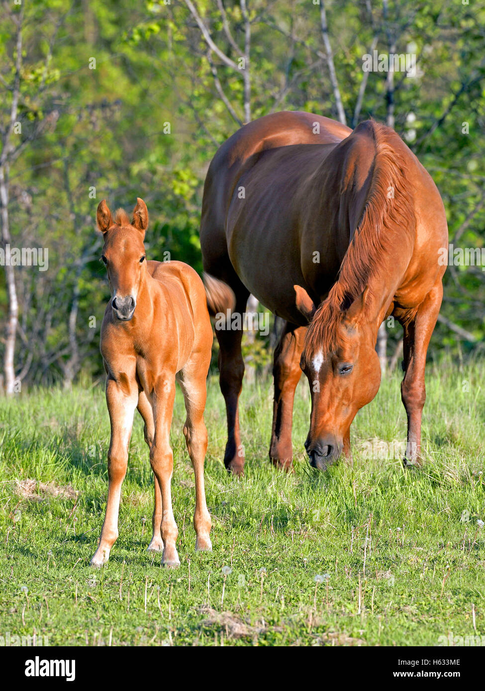 Sauerampfer Quarterhorse Stute und Fohlen zusammen auf der Wiese Stockfoto