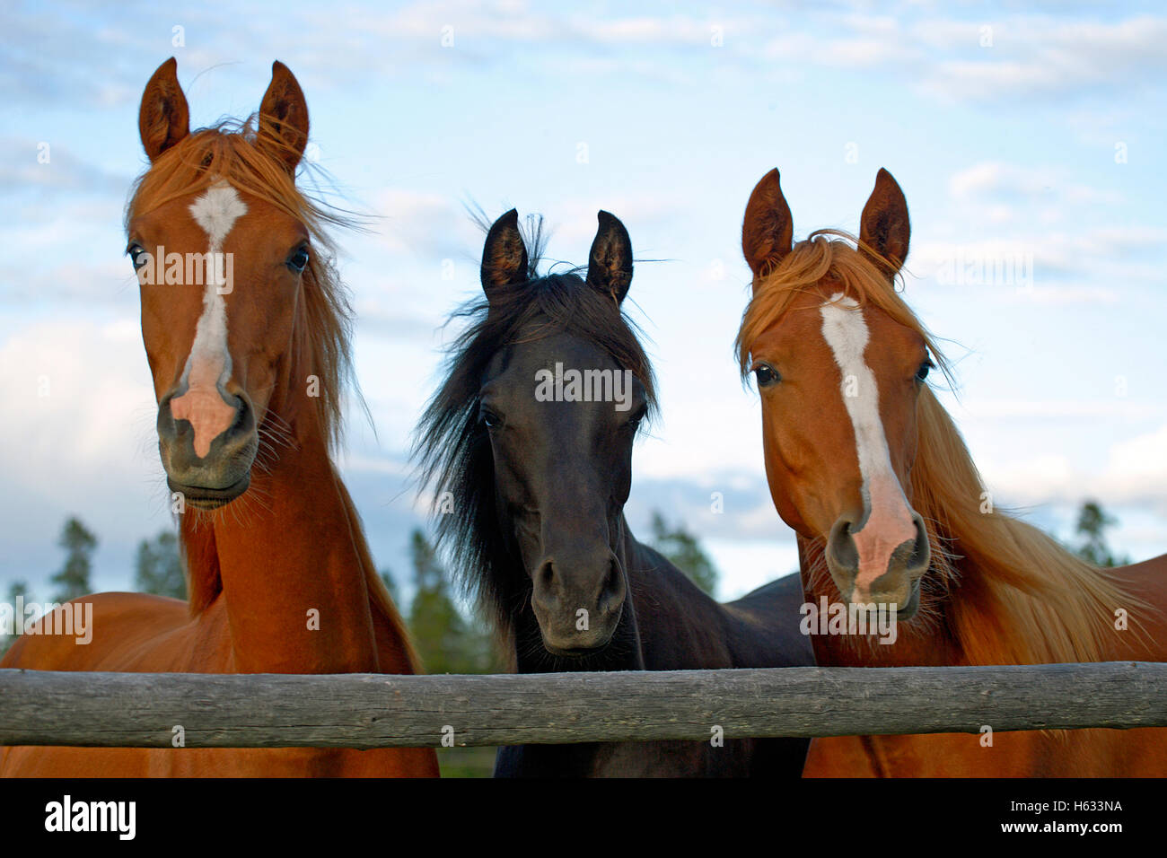 Drei junge Pferde zusammen hinter Holzzaun, beobachten. Stockfoto