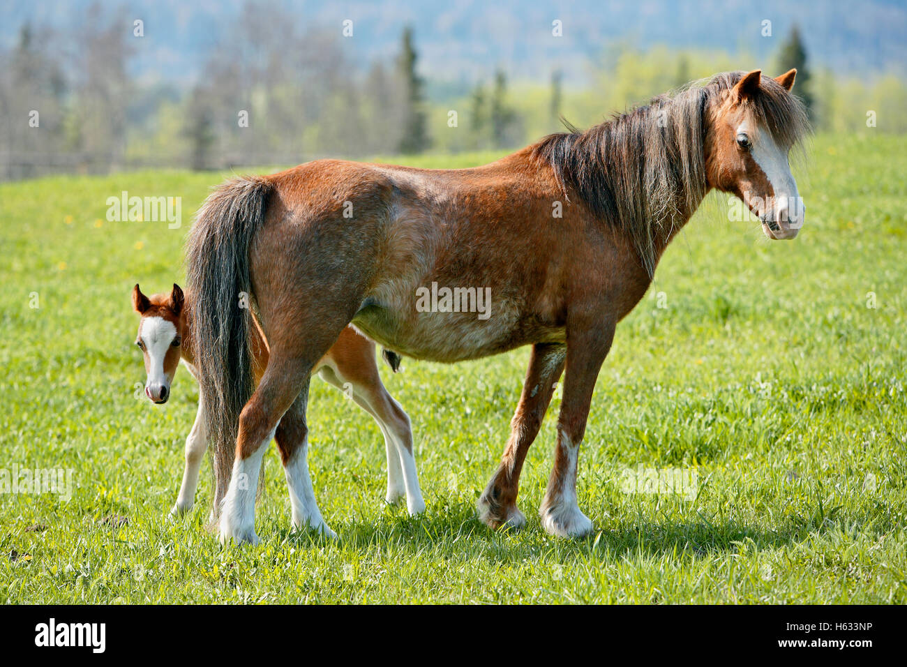 Welsh Pony Stute mit paar Wochen alten Fohlen im Frühjahr Weiden Stockfoto