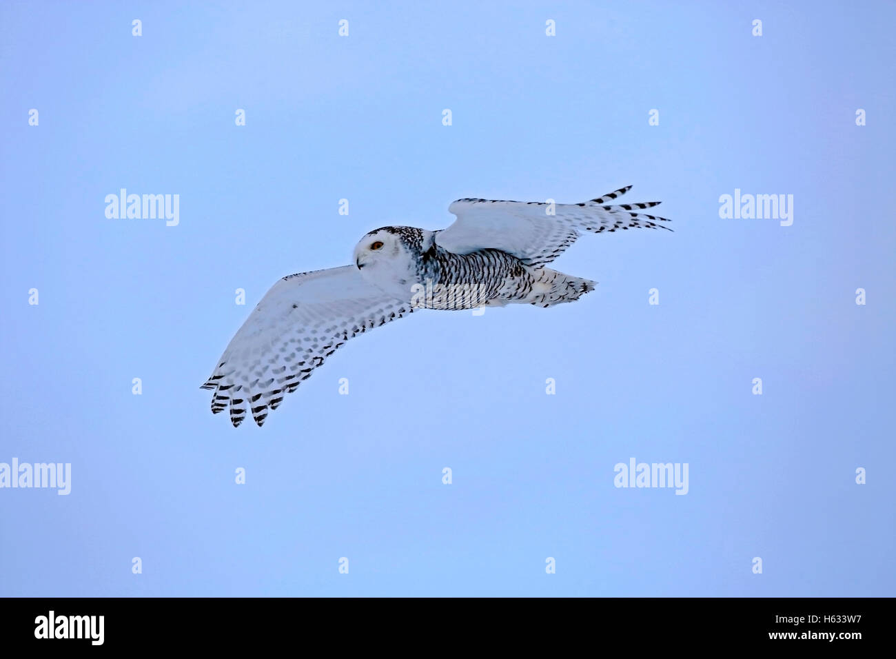 Schneeeule im Flug, im blauen Himmel schweben Stockfoto