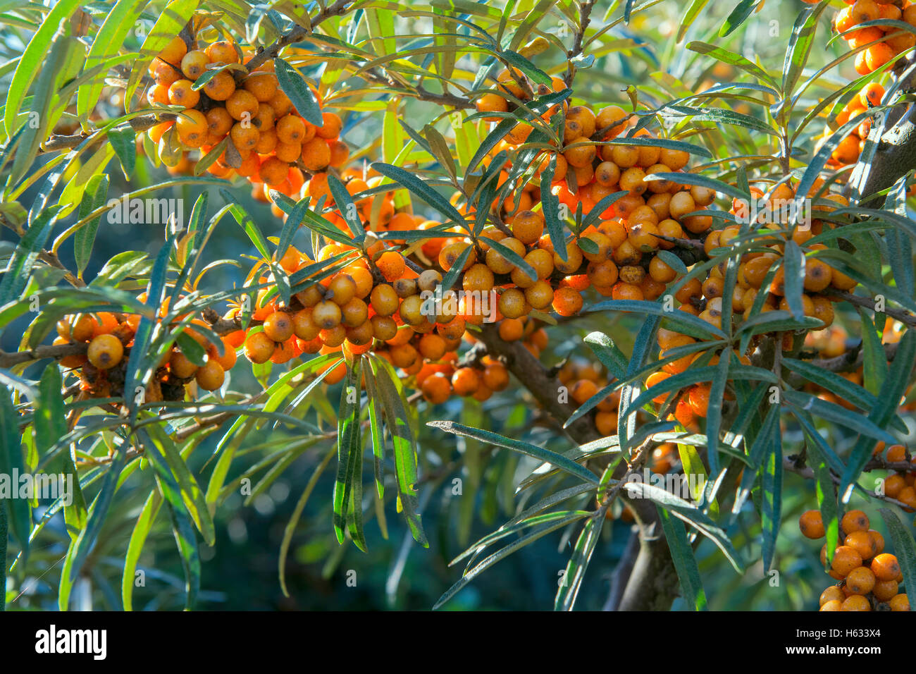 Sanddorn (Elaeagnus Rhamnoides) Beeren in Küsten Lebensraum. Stockfoto