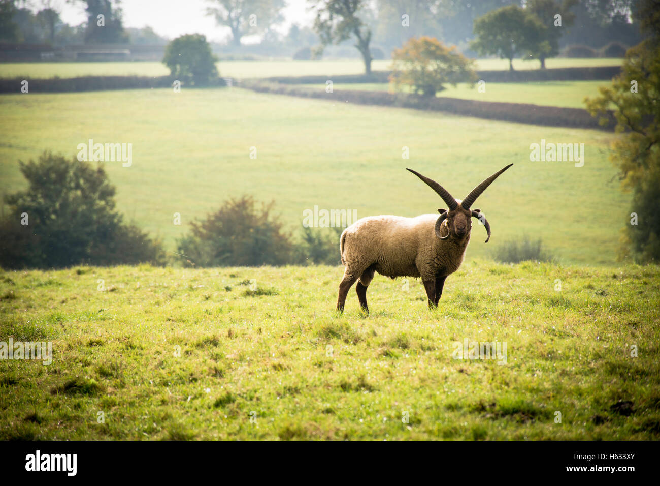 ein Schaf mit langen Hörnern Stockfoto