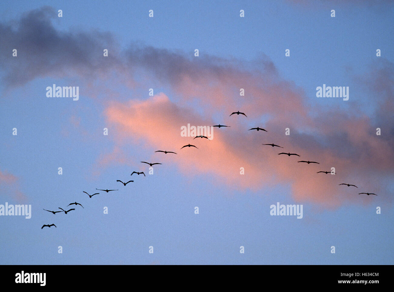 Braune Pelikane (Pelecanus Occidentalis) in V-Formation fliegen. Nationalpark Manuel Antonio, zentrale Pazifikküste Costa Rica. Stockfoto