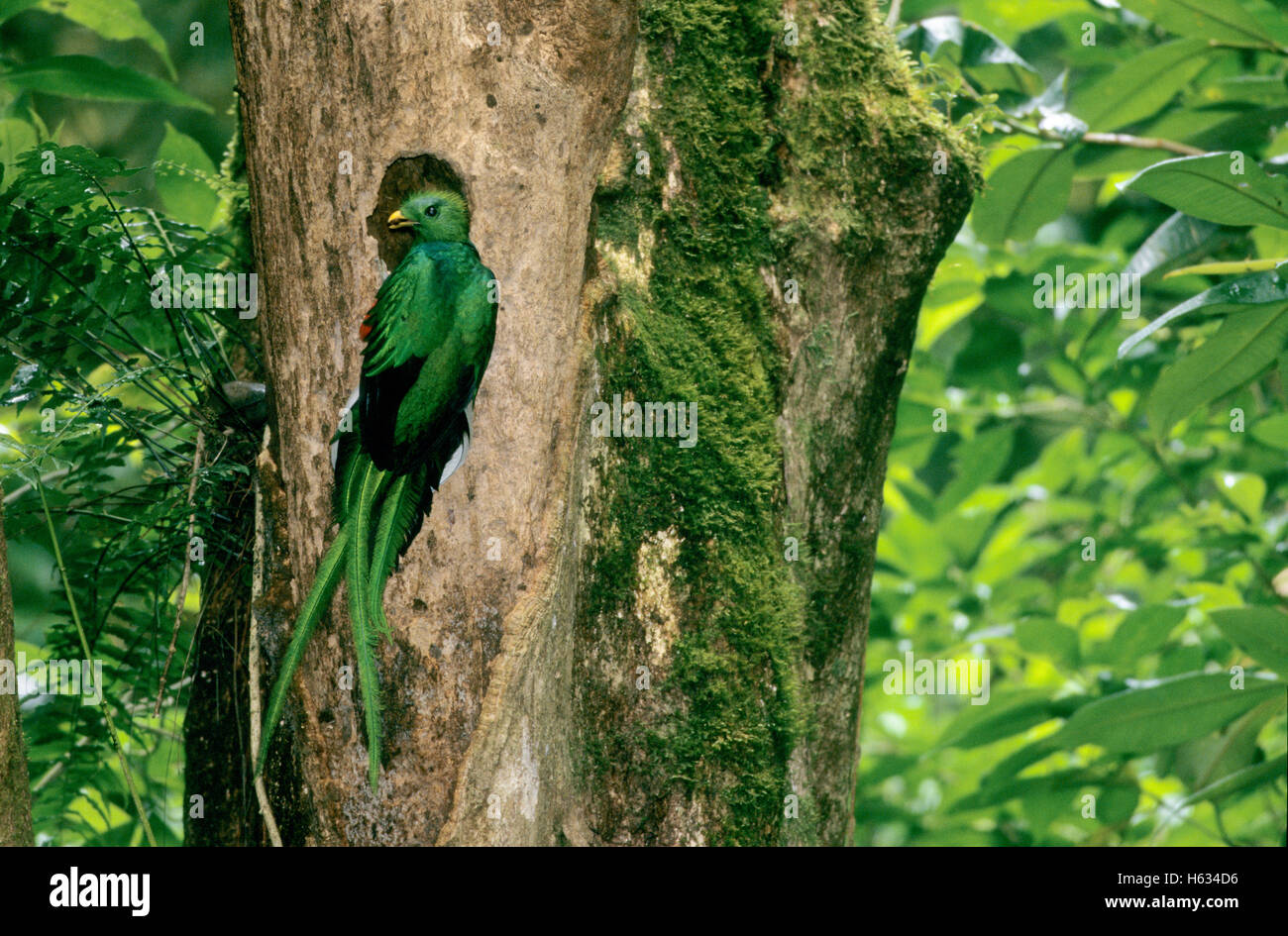 Männliche Resplendent Quetzal (Pharomachrus Mocinno) am Nest Loch mit Früchten im Schnabel. Monteverde Nebelwald costarica Stockfoto