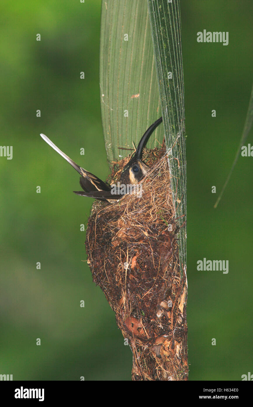 Lange-billed Einsiedler Kolibri (Phaethornis Superciliosus) Nest bewacht. Tiefland-Regenwald, La Selva, Costa Rica Stockfoto