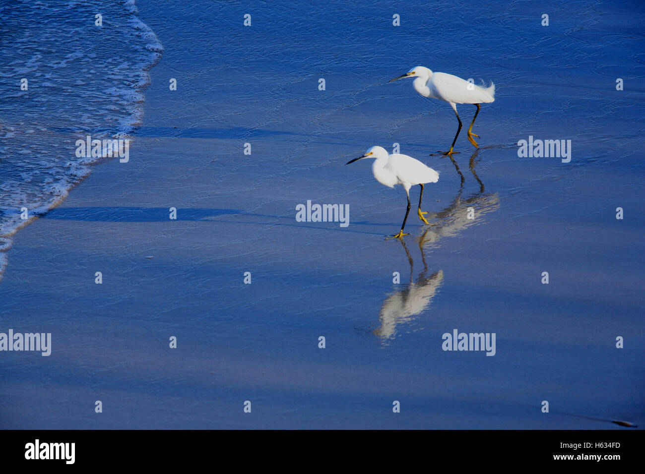 Snowy Silberreiher (Egretta unaufger) auf der Suche nach Fisch und Muscheln. Strand Playa Ventanas nördlich von Playa Grande. Guanacaste, Costa Rica Stockfoto