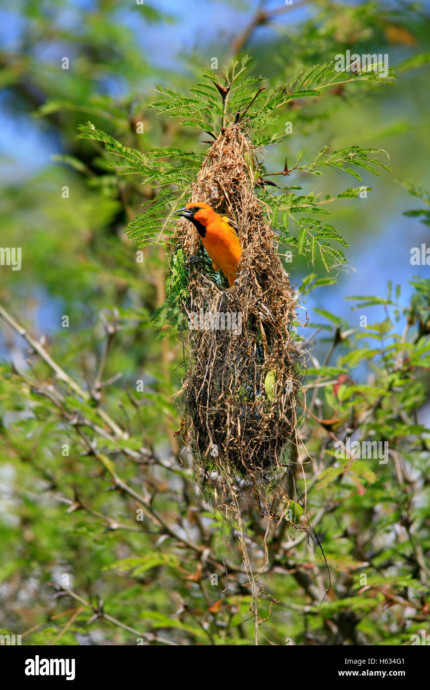 Streifen-backed Oriole (Ikterus Pustulatus) in hängenden Nest in Ant Akazie. Palo Verde Nationalpark, Costa Rica Stockfoto