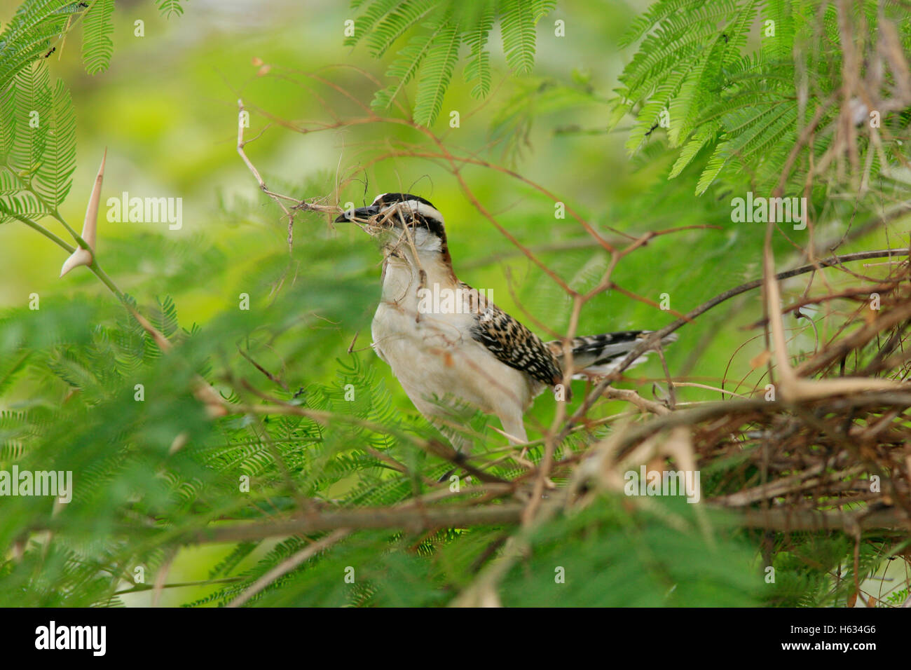 Rufous-Himalaja-Wren (Campylorhynchus Rufinucha) Nestbau in Ant Akazie. Trocknen Sie Wald, Palo Verde Nationalpark, costarica Stockfoto