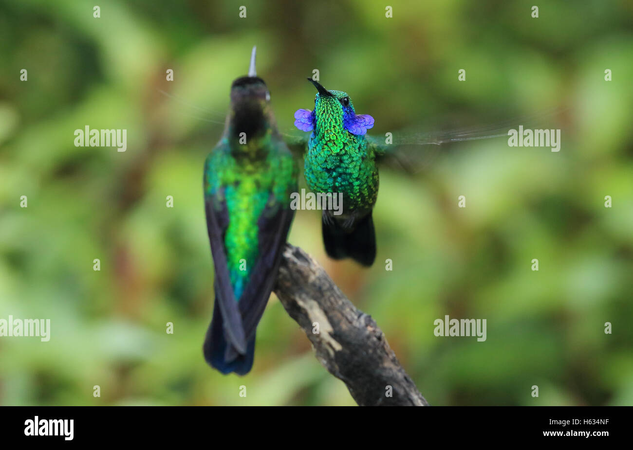 Grünes violett-Ohr Kolibri (Colibri Thalassinus) männlich Anhebung Ohr Flecken im territorialen Display. Costa Rica Stockfoto