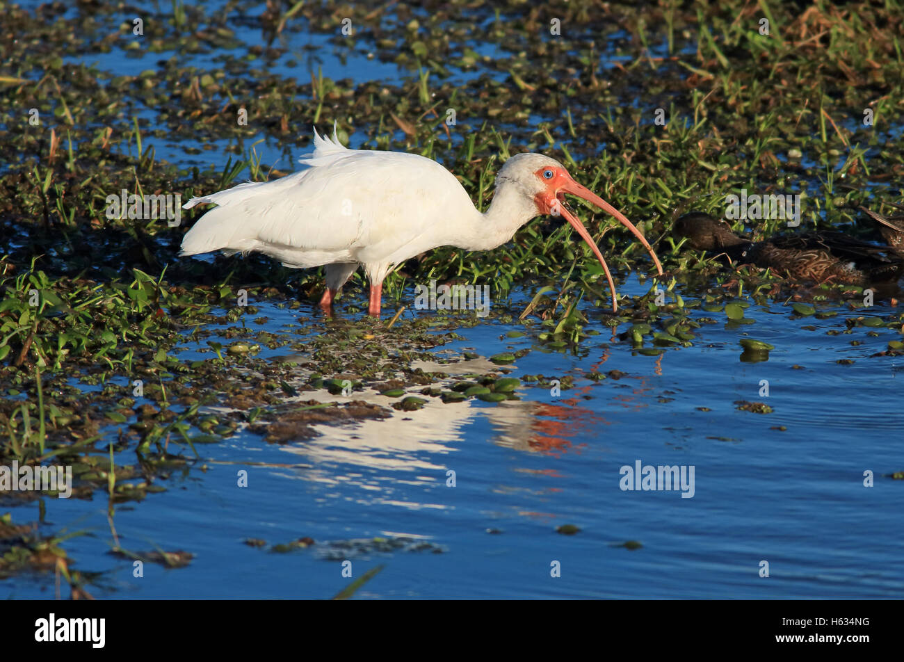 Weißer Ibis (Eudocimus Albus) Fütterung in Nationalpark Palo Verde, Guanacaste, Costa Rica. Stockfoto Weißer Ibis (Eudocimus Albus) Fütterung in Nationalpark Palo Verde, Guanacaste, Costa Rica. Stockfoto