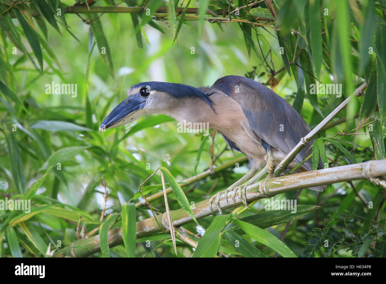 Boot – abgerechnet Heron (Cochlearius Cochlearius) ruht neben einem Fluss, Palo Verde Nationalpark, Costa Rica. Stockfoto