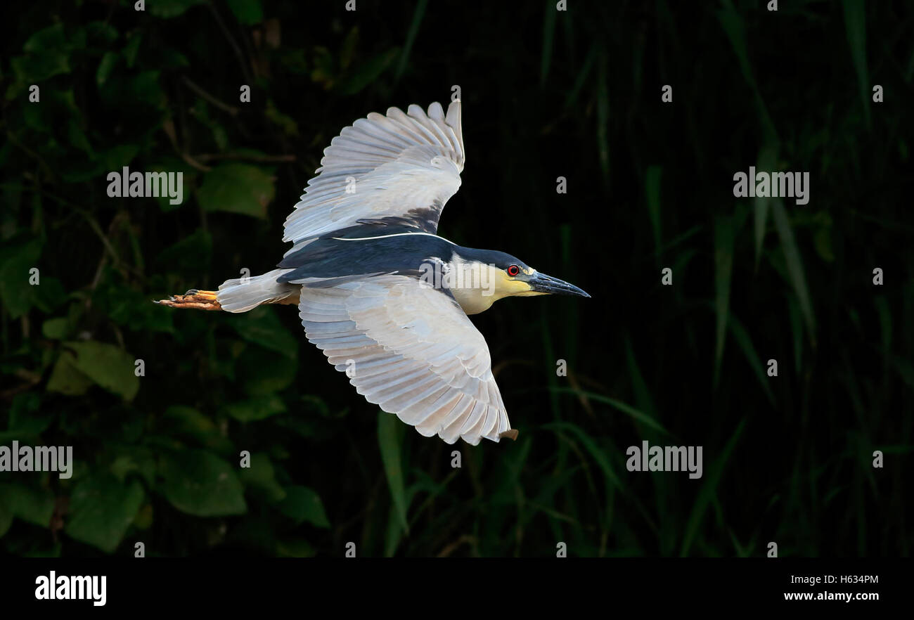 Schwarz-gekrönter Nachtreiher (Nycticorax Nycticorax) fliegen. Nationalpark Palo Verde, Guanacaste, Costa Rica. Stockfoto