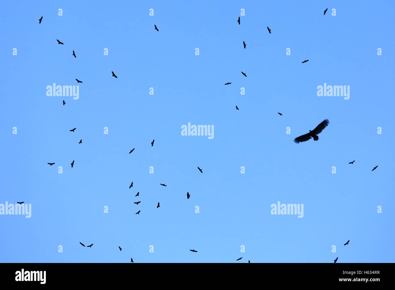 Viele schwarze Geier (Coragyps Atratus) über Tiefland-Regenwald. Nationalpark Tortuguero, Costa Rica. Stockfoto