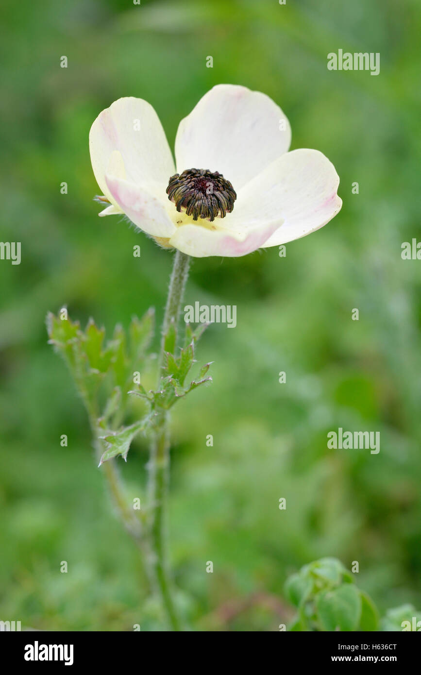 Turban-Hahnenfuß - Ranunculus Asiaticus Creme bilden Blume Stockfoto