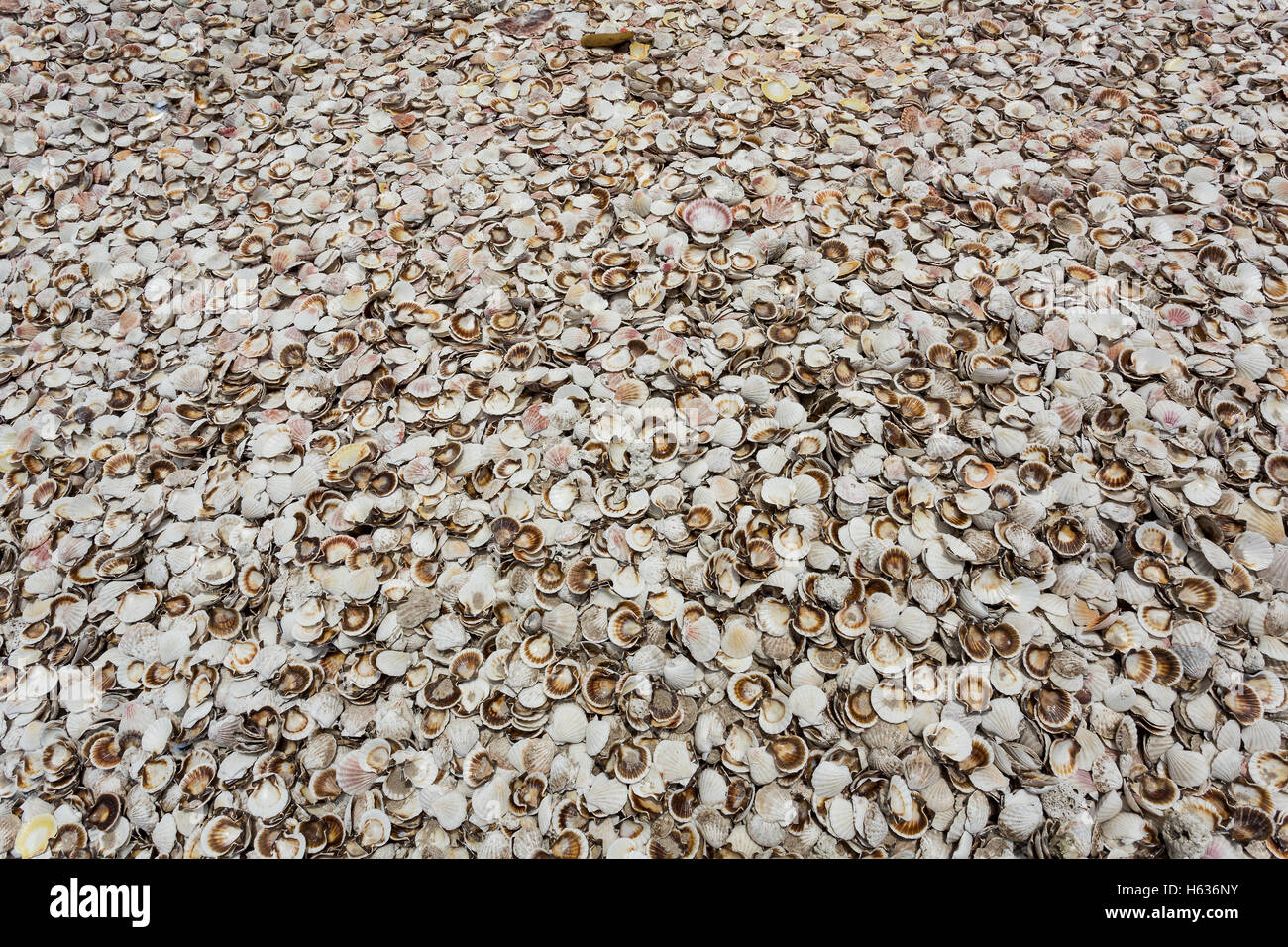 Haufen von Austern Muscheln Stockfoto