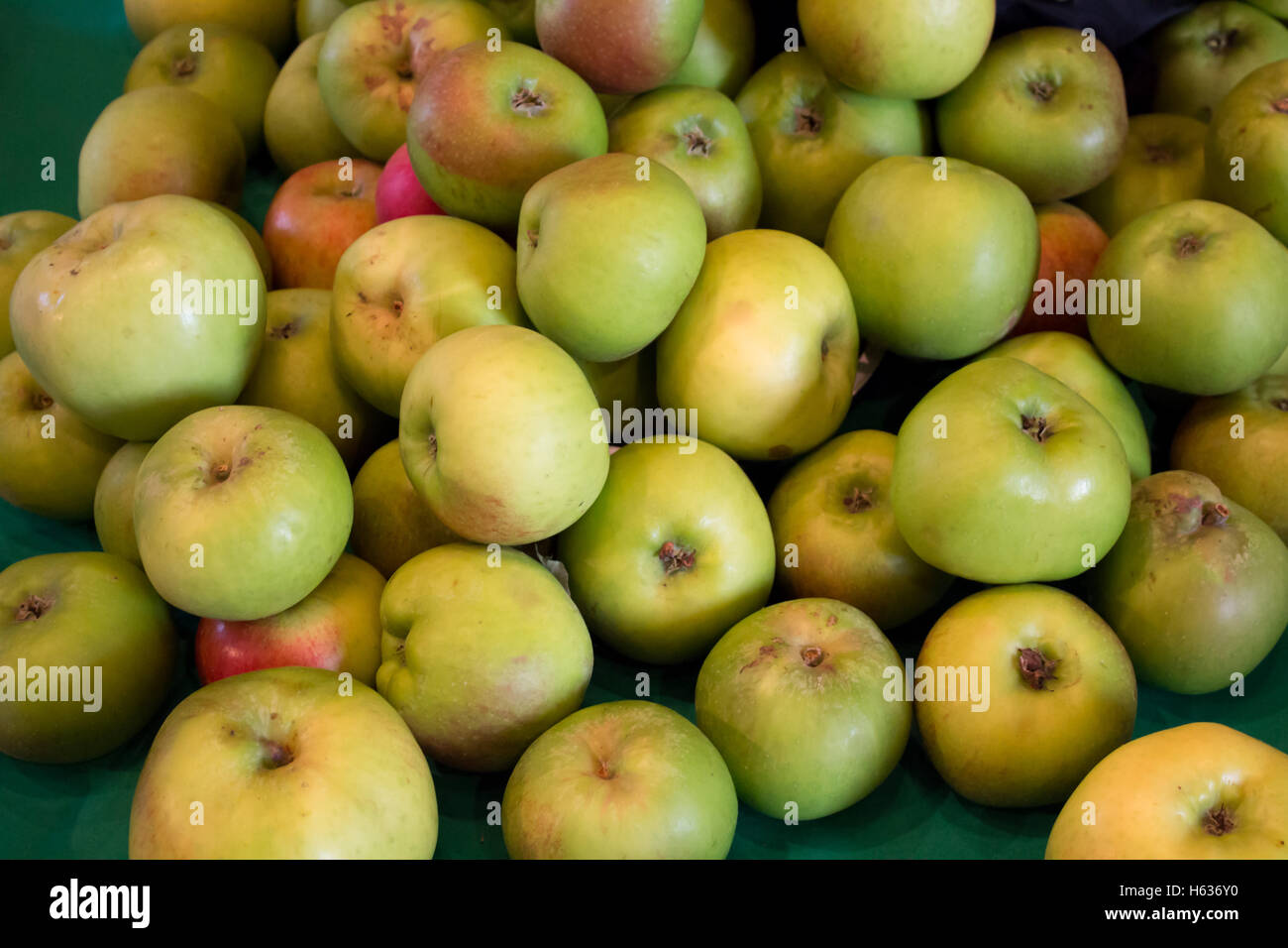 Äpfel auf dem Display in Seite Southwell Minister während der Bramley Apfelfest. Die ersten Bramley Apfelbaum wurde in der Nähe angebaut. Stockfoto