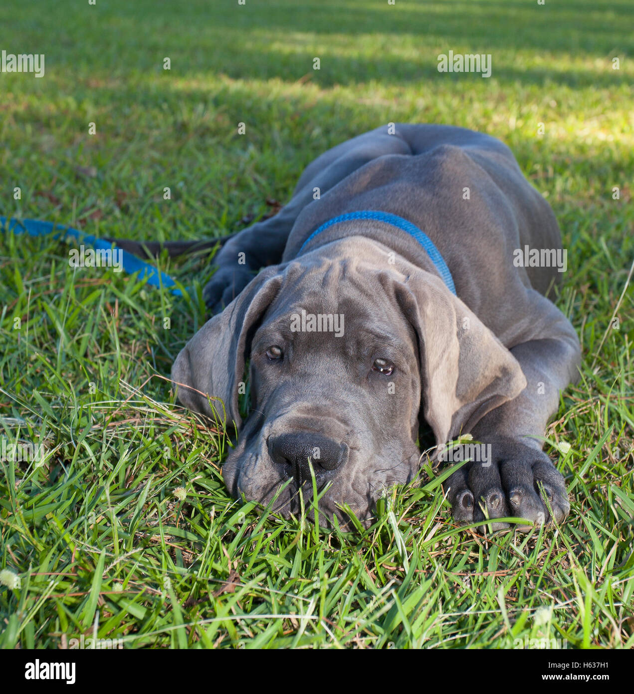 Deutsche Dogge Welpe d. h. grau Verlegung auf dem Rasen Stockfoto