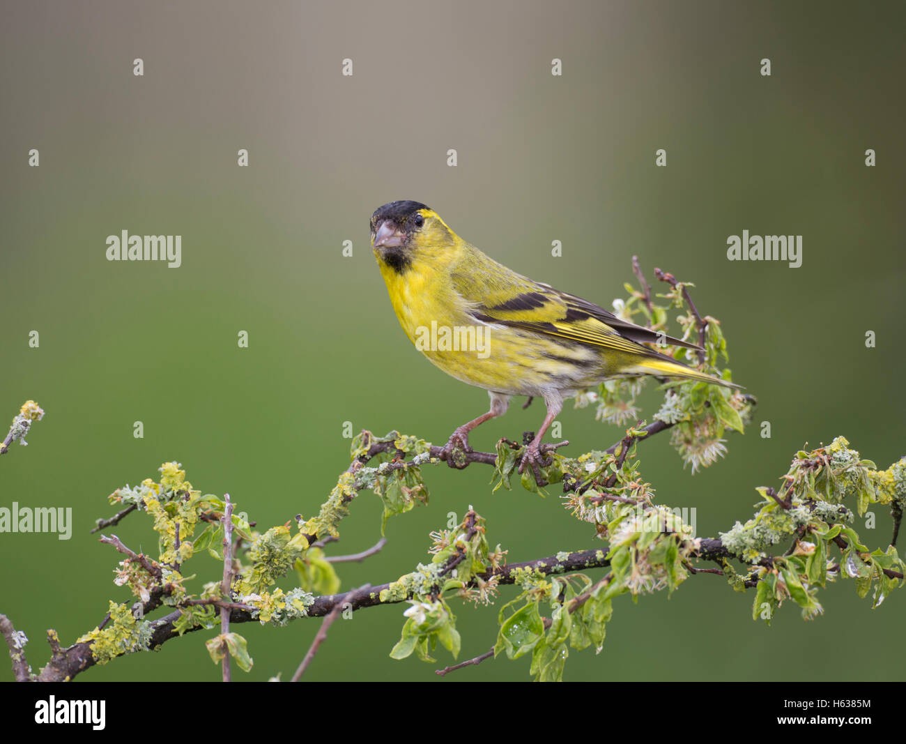 Männliche Europäische Zeisig, Zuchtjahr Spinus, auf einem Ast Flechten bedeckt Stockfoto
