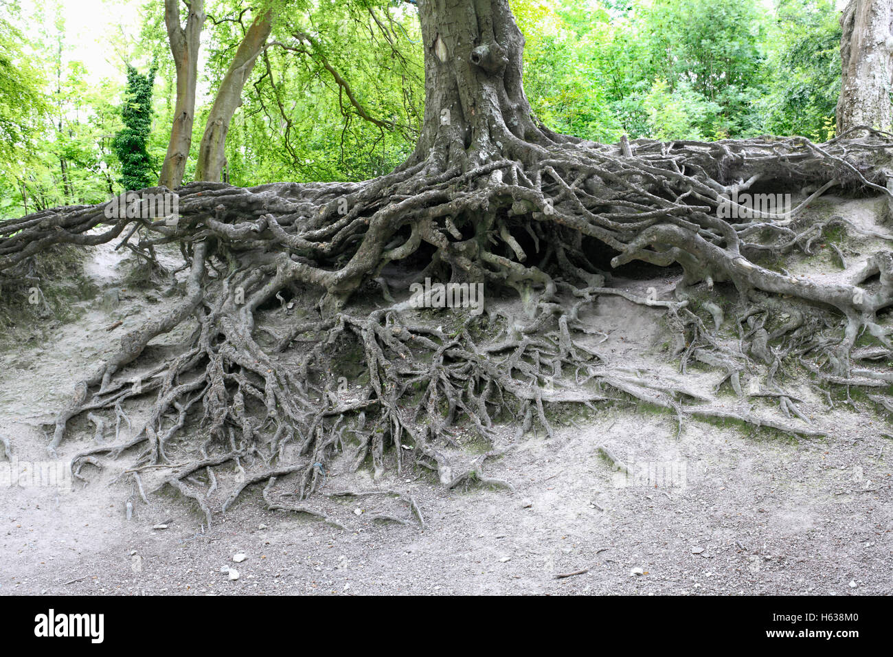 Baumwurzeln auf einem Hügel in der South Downs National Park in der Nähe von Steyning, West Sussex ausgesetzt. Stockfoto