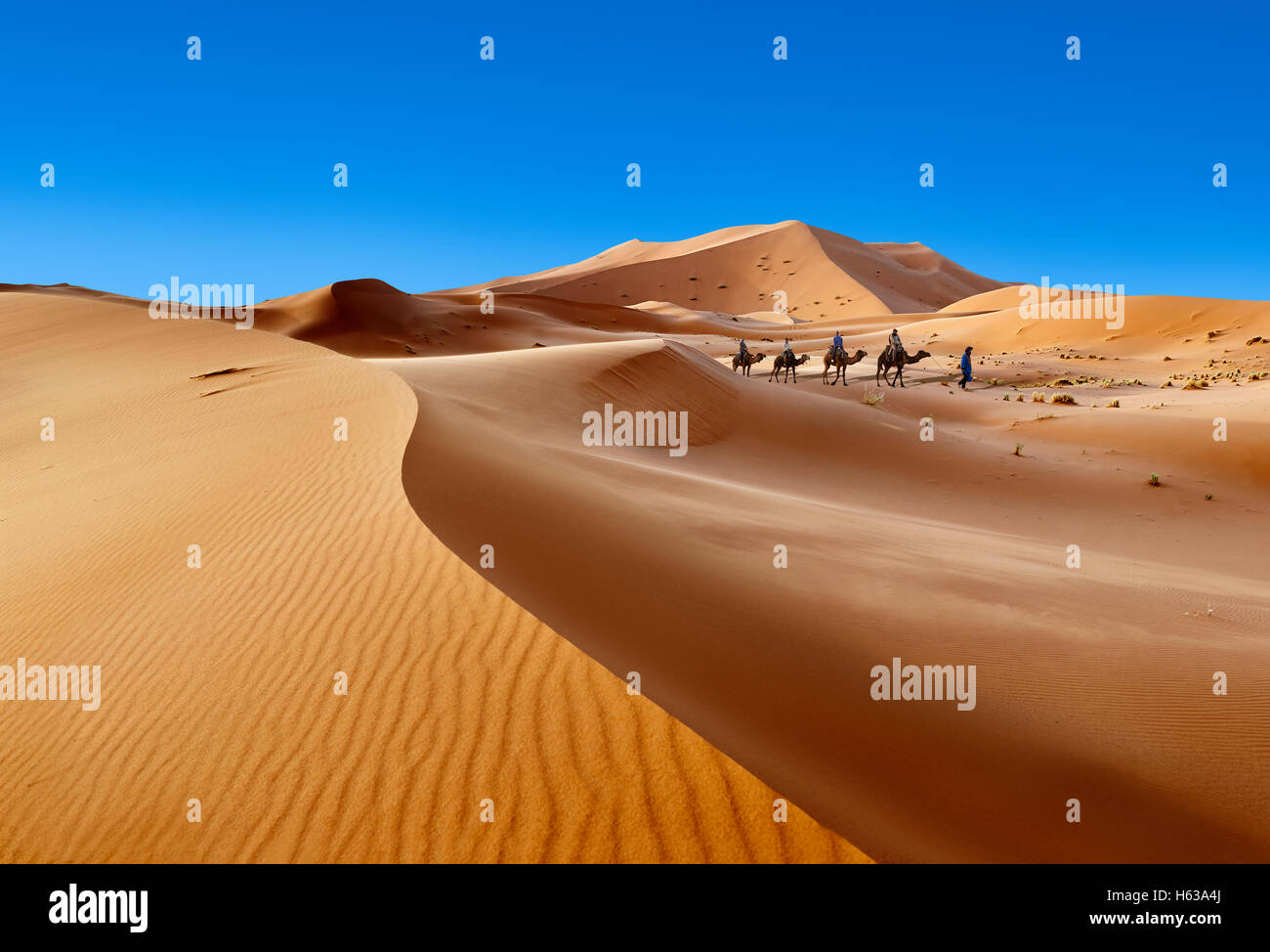 Kamel reitet auf den Sahara-Dünen von Erg Chebbi, Merzouga, Marokko, Afrika Stockfoto