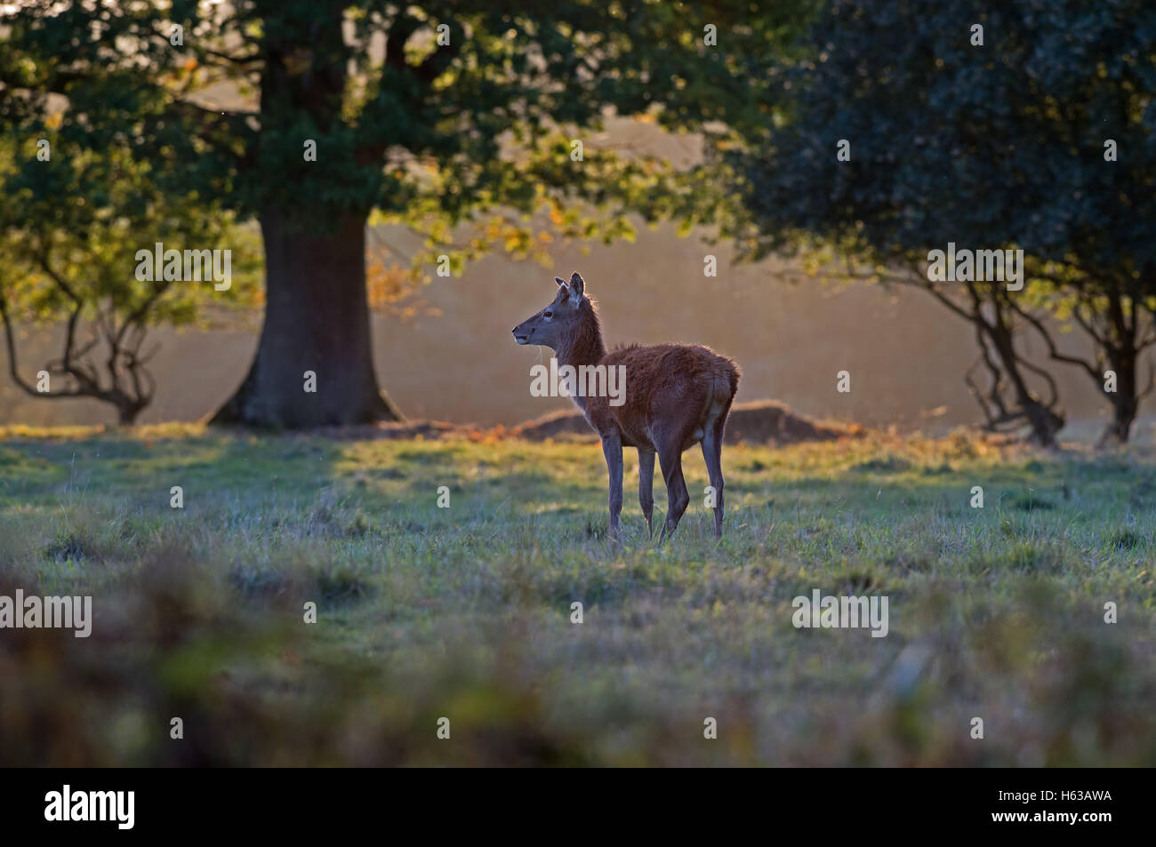 Weibliches Rotwild (Hirschkuh)-Cervus Elaphus bei Sonnenuntergang. UK Stockfoto