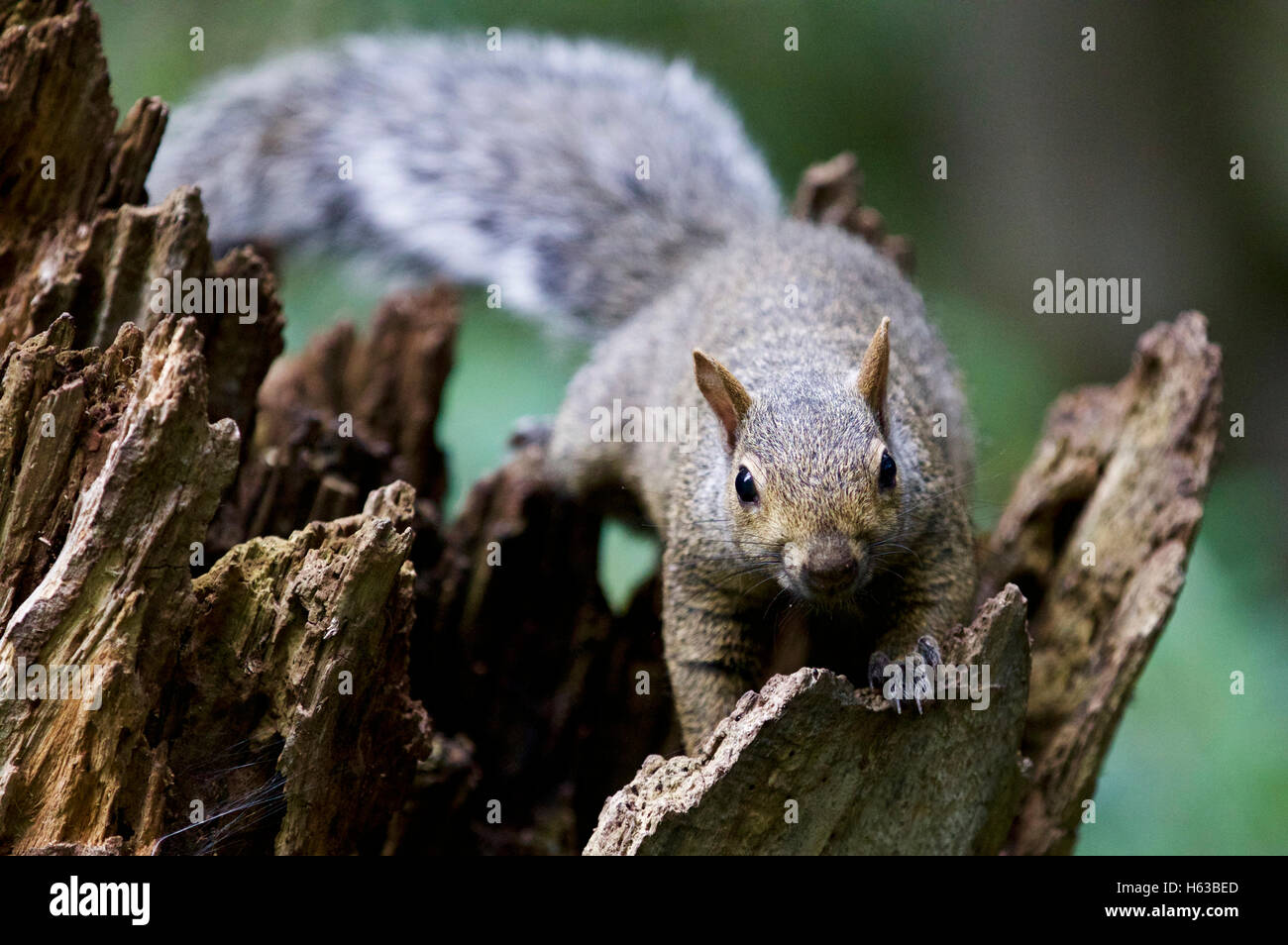 Schönes Bild mit einem netten lustigen Eichhörnchen Stockfoto