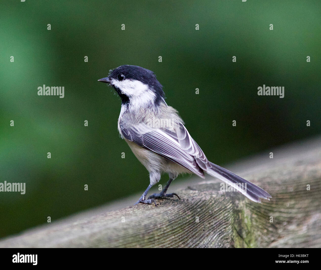 Schöne isolierte Bild mit einem schwarz-capped Meise Stockfoto