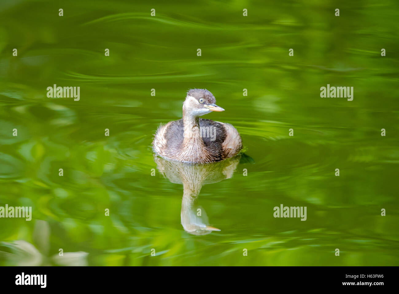 Zwergtaucher (Tachybaptus Ruficollis) schwimmt auf Wasser Stockfoto