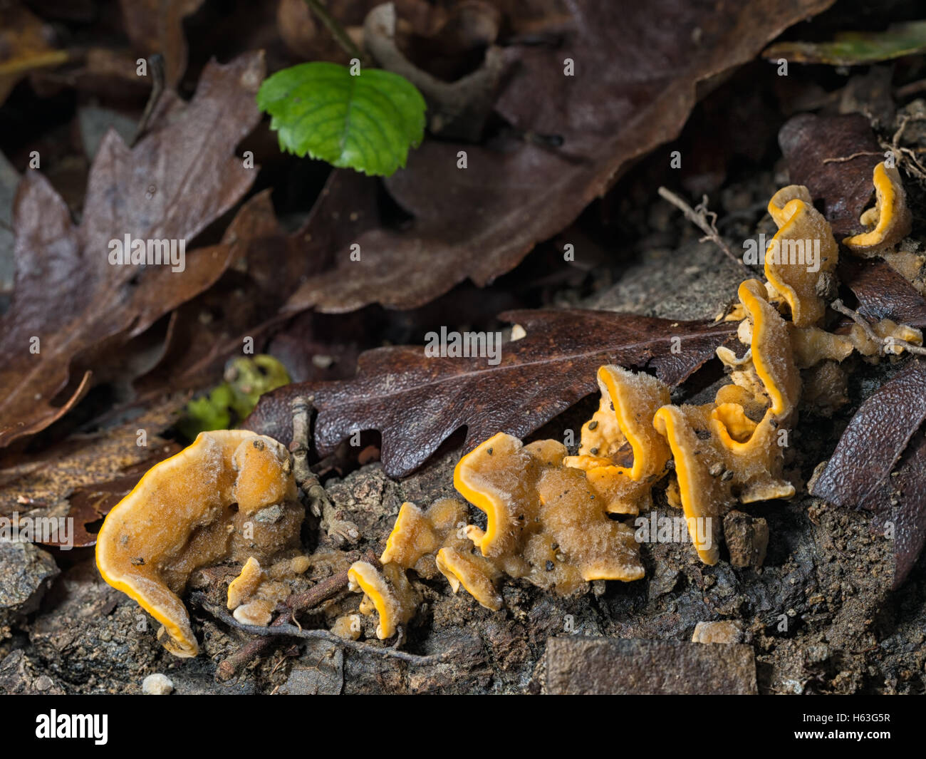 Im Herbst Saison Detail. Stereum Hirsutum Pilz. Stockfoto