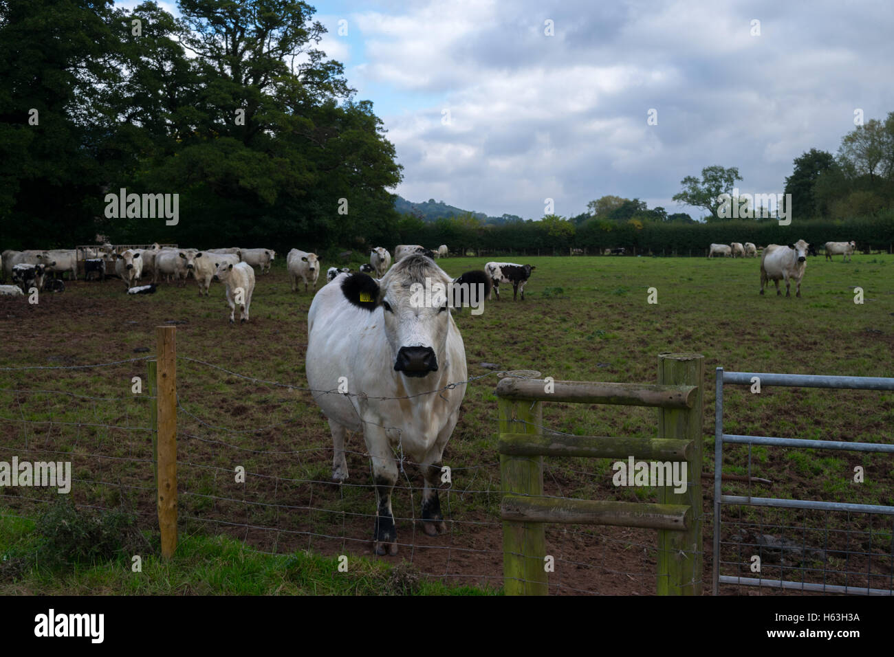 Kühe in einem Feld 2 Stockfoto