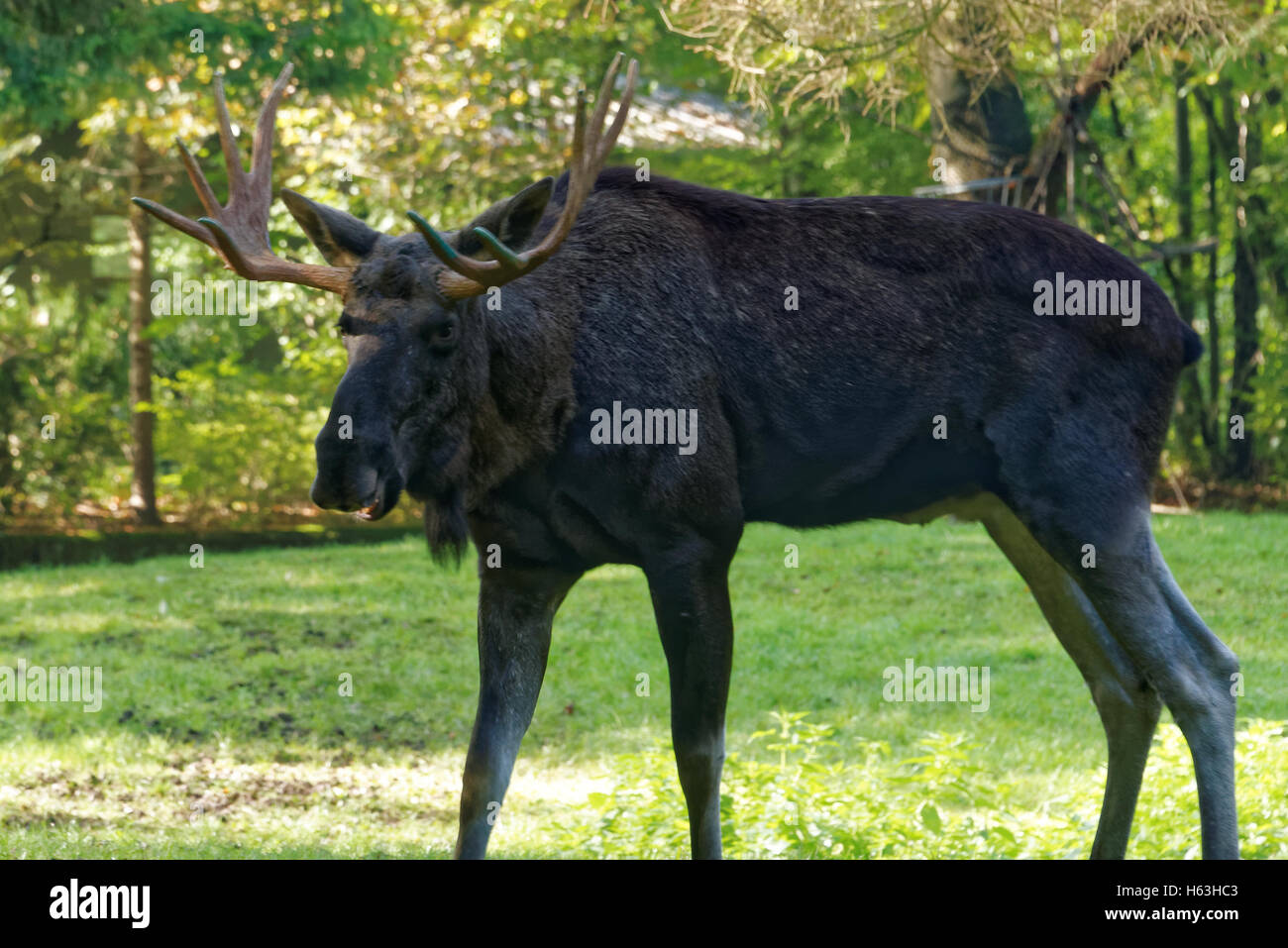 Elch (Nordamerika) oder Elchen (Eurasien), Alces Alces, ist die größte erhaltene Art in der Familie der Hirsche. Stockfoto