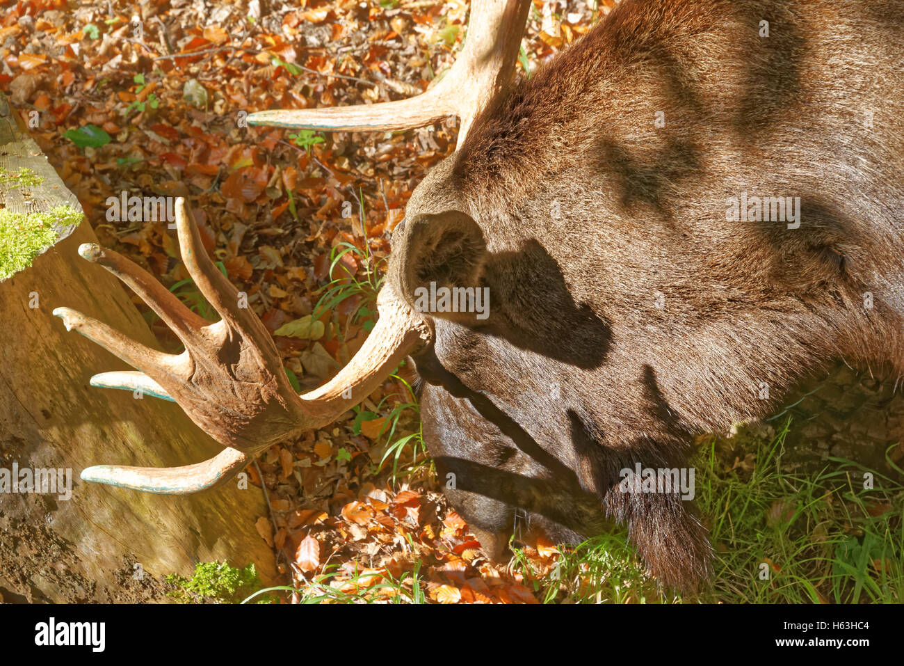 Elch (Nordamerika) oder Elchen (Eurasien), Alces Alces, ist die größte erhaltene Art in der Familie der Hirsche. Stockfoto