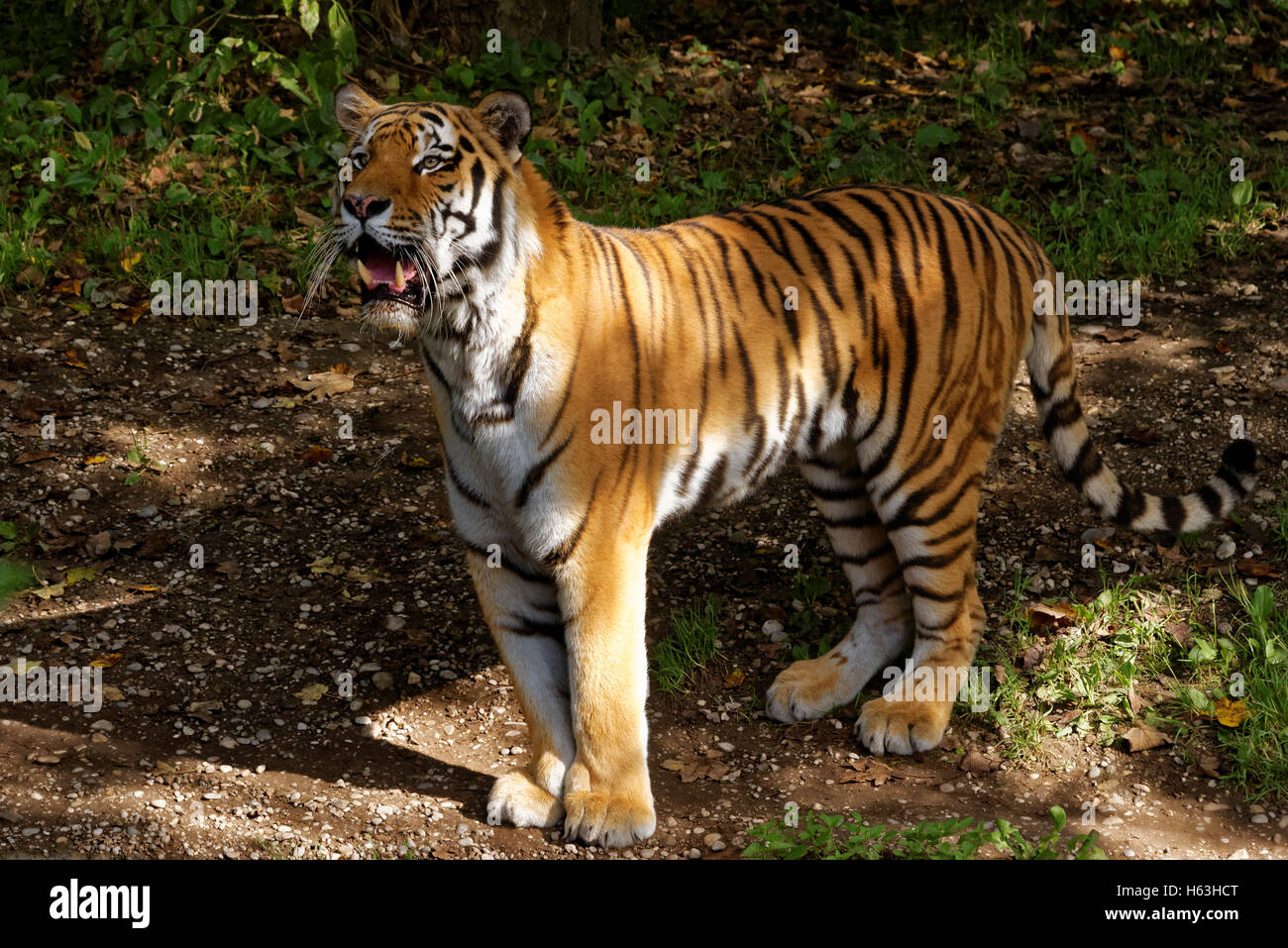 Sibirischer Tiger (Panthera Tigris Altaica), auch bekannt als der Amur-Tiger ist ein Tiger-Unterarten bewohnen vor allem die Sikhote Alin Stockfoto