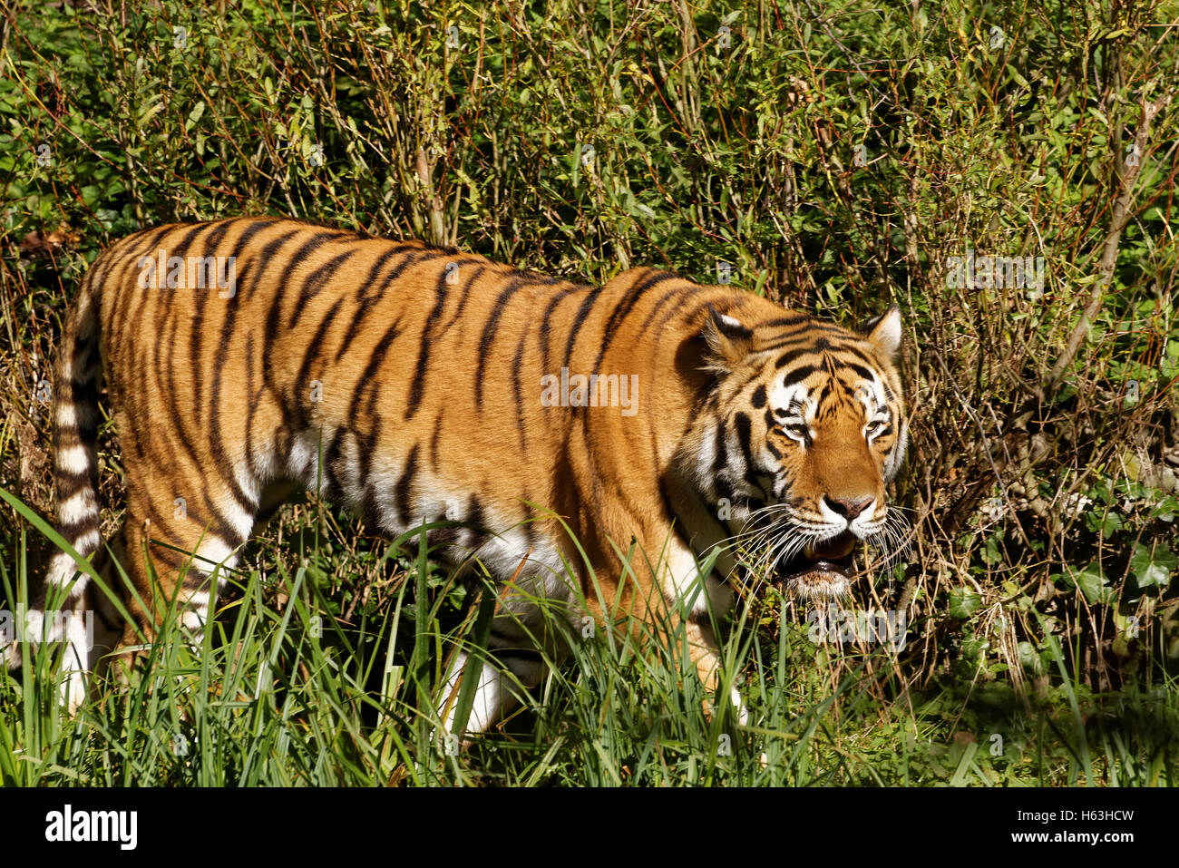 Sibirischer Tiger (Panthera Tigris Altaica), auch bekannt als der Amur-Tiger ist ein Tiger-Unterarten bewohnen vor allem die Sikhote Alin Stockfoto
