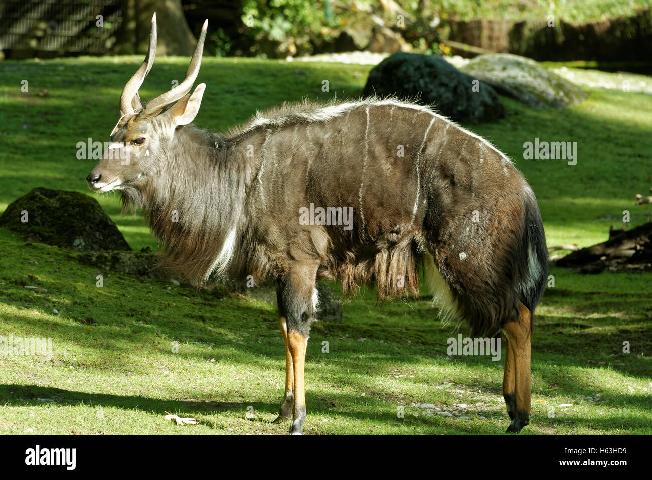 Nyala (Tragelaphus Angasii), auch genannt Inyala ist eine Spirale-gehörnte Antilope in Südafrika heimisch. Stockfoto