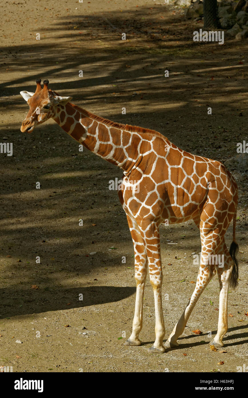 Giraffe (Giraffa Plancius) ist eine afrikanische sogar-toed Huftier Säugetier, das größte lebende Tier der terrestrischen und die größte Stockfoto